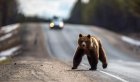 Медведь насмерть загрыз сторожа в лесничестве Красноярского края