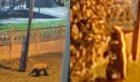 В Савватеевке под Ангарском в детсад залез медведь