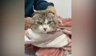 В Бохане с кота удалили пулю, застрявшую на переносице