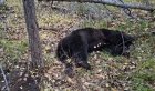 В Приангарье двое мужчин погибли после нападения медведей