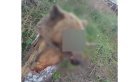 В одном из дворов Ангарска неизвестные оставили медвежью голову