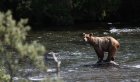Более 400 медведей ликвидировали в Приангарье