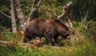 Медведь напал на мужчину в Братске