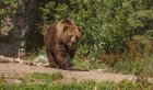 В центре Братска приняли двух собак за медведей