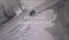 Медведя заметили на окраине Шелехова (Видео)