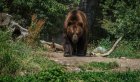 В Приангарье за сутки отстрелили семь медведей