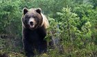 66-летний житель Приангарья спас друга от медведя