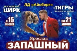 Тигры на земле и в воздухе