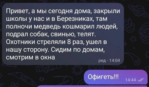 Медведь загрыз девять собак в Березняках
