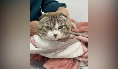 В Бохане с кота удалили пулю, застрявшую на переносице