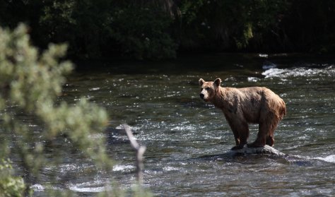 Более 400 медведей ликвидировали в Приангарье