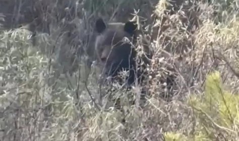 В Братске горожане преследовали медведя и снимали его на видео (Видео)