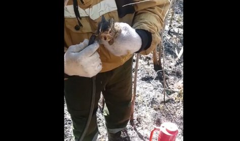 Лесные пожарные спасли зайчонка при тушении возгорания в Иркутской области