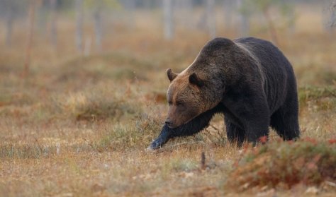 В Бурятии полицейские застрелили агрессивного медведя возле кафе