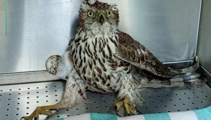 Во дворе своего дома житель Вихоревки обнаружил ястреба с перебитым крылом