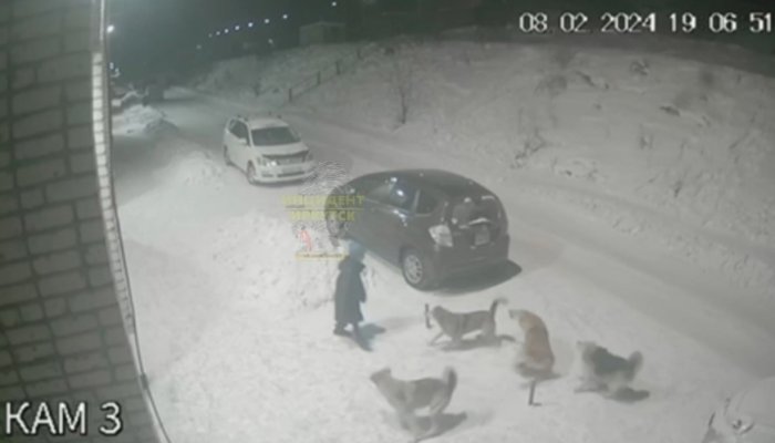 В Усть-Куте стая собак напала на ребенка (Видео)