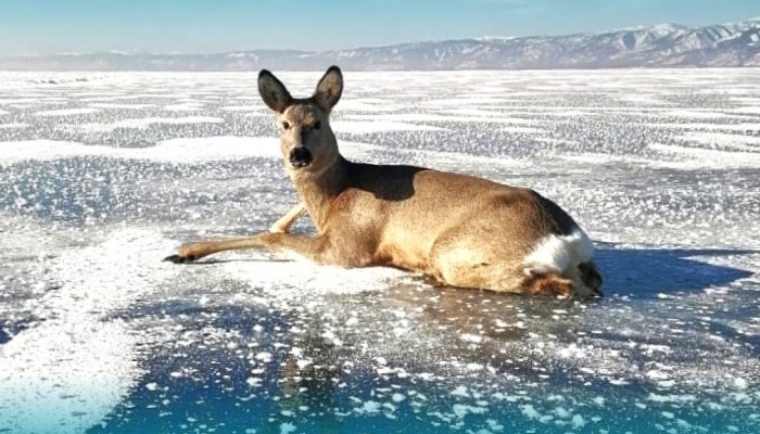 На льду Малого моря спасли косулю (Видео)
