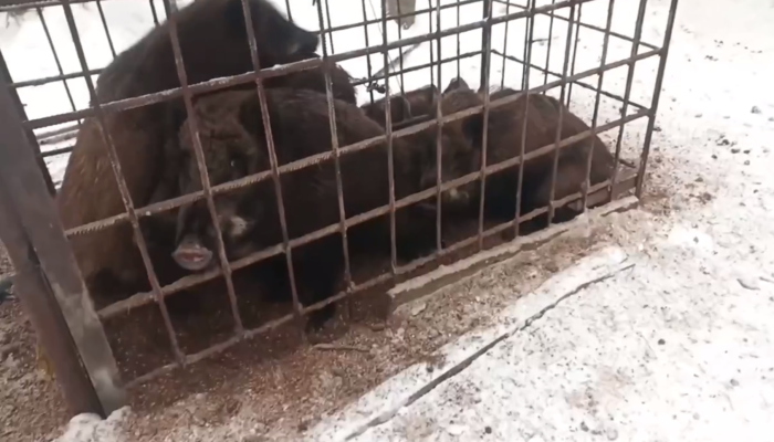 В Приангарье сотрудники Охотнадзора обнаружили самолов с кабанами (Видео)
