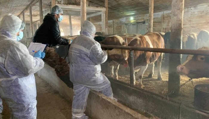 В Иркутске владельцев призывают провести вакцинацию сельхозживотных