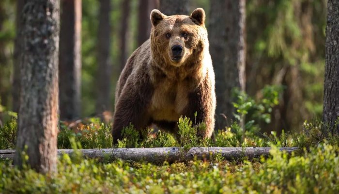 Медведи начали просыпаться в Приангарье
