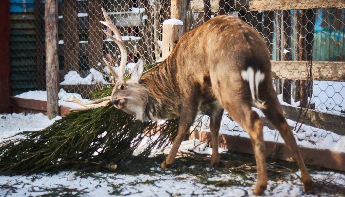 Иркутский ЗооСад подготовил программу для школьников на каникулы