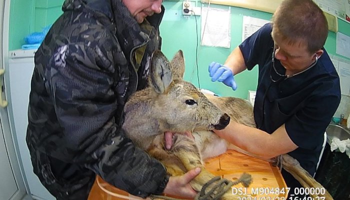 В Зиминском районе женщина помогла обездвиженной косуле