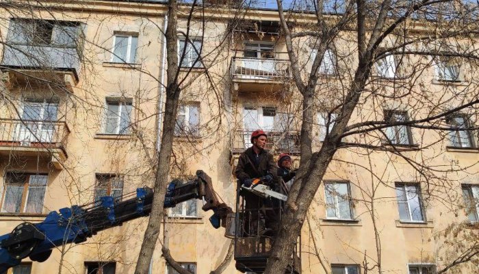 В Иркутске завершили формовочную обрезку деревьев