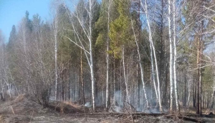 За прошедшие сутки в Приангарье устранено 12 лесных пожаров
