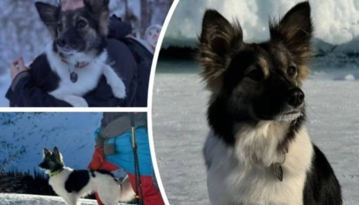 Появились подробности о гибели собаки в Иркутском районе