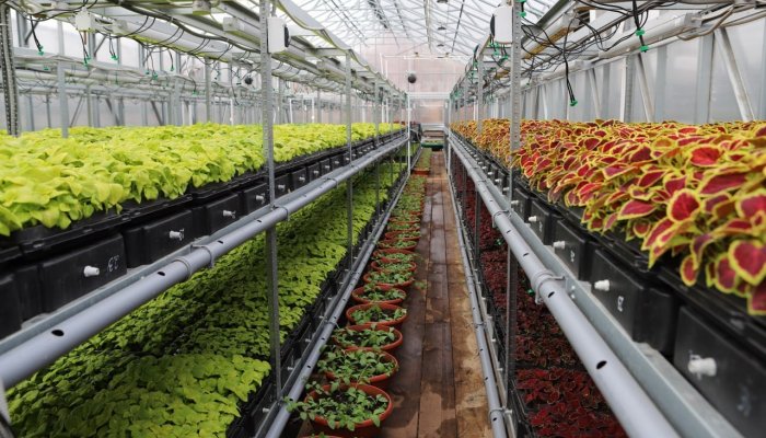 На клумбы Иркутска высадят более 1 800 кустов роз
