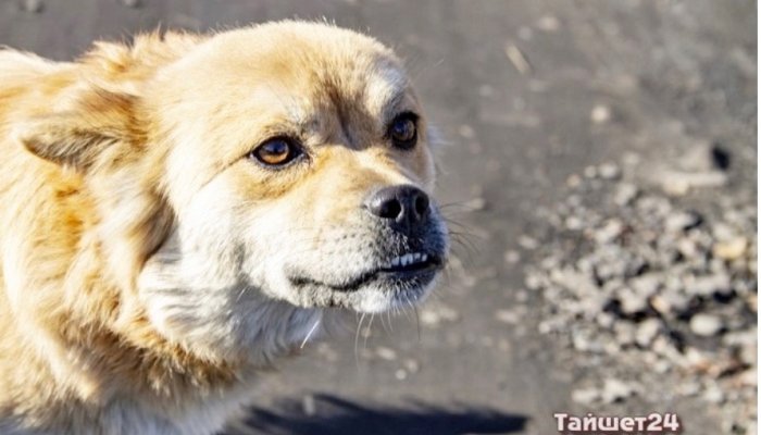 Бездомная собака покусала школьника в Тайшете