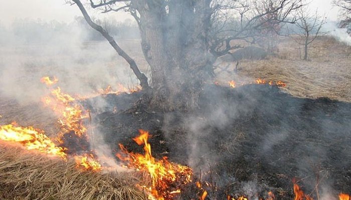 2 мая в лесном фонде Иркутской области потушено пять пожаров