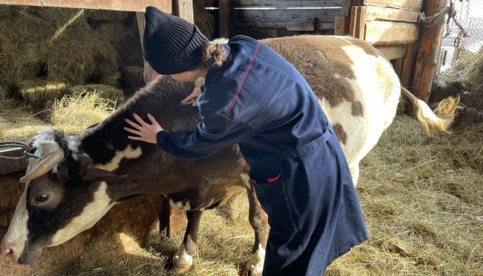 В Иркутской области отменен карантин по заразному узелковому дерматиту