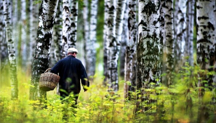 Более 300 человек потерялись в лесах Приангарья за последние пять лет