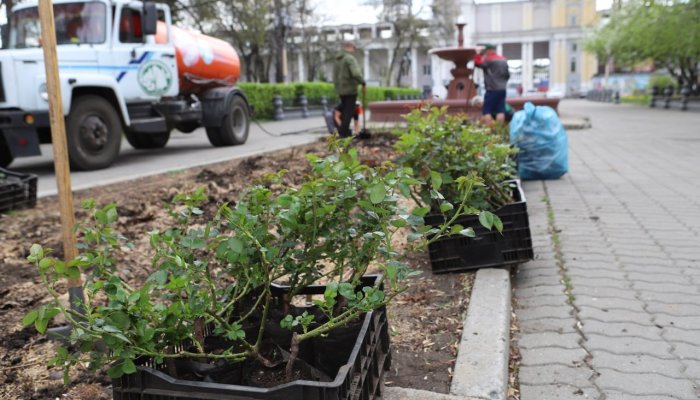 В Иркутске на городские клумбы начали высаживать розы