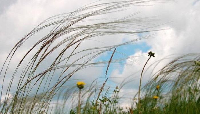 Усиление ветра и высокую пожароопасность передают на 20 мая в Приангарье
