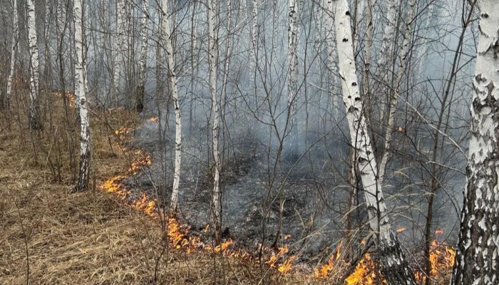 12 лесных пожаров ликвидировали за прошедшие сутки в Приангарье