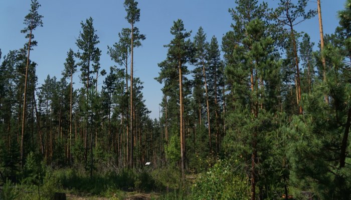 Особый противопожарный режим введен в трех северных районах Иркутской области