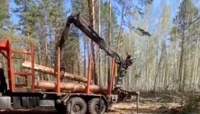 Группу «чёрных лесорубов» задержали в Усть-Удинском районе