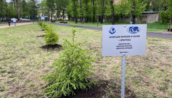 В Комсомольском парке высадили ели