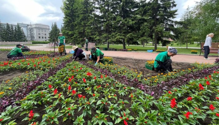 На городские клумбы Иркутска начали высаживать цветы