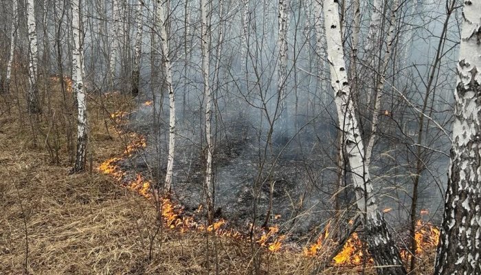 Три лесных пожара потушили в Приангарье 6 июня