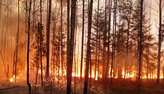 Шесть пожаров ликвидировали в лесах Приангарья за прошедшие сутки