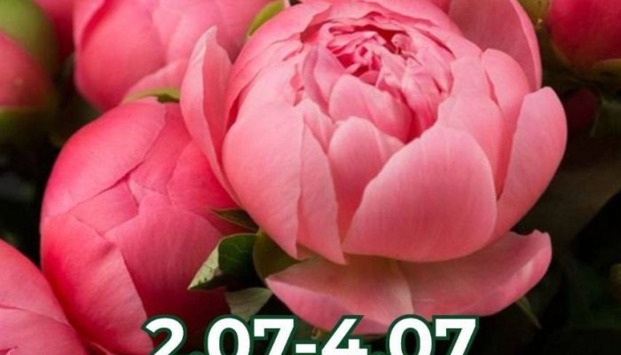 В Иркутске пройдет выставка пионов