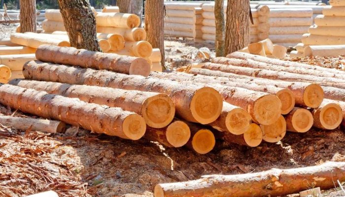 В Приангарье будут судить контрабандистов, вывезших древесину на 1,1 млрд рублей
