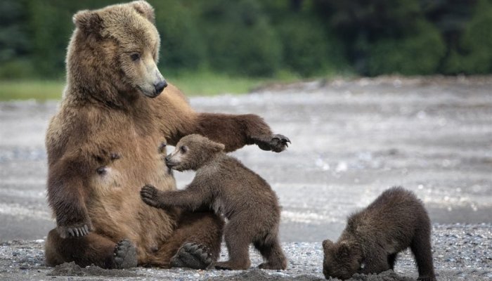Жителям Приангарья напомнили, как нужно вести себя во время встречи с медведем