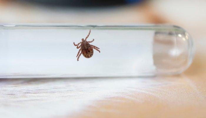 В Приангарье снижается активность клещей