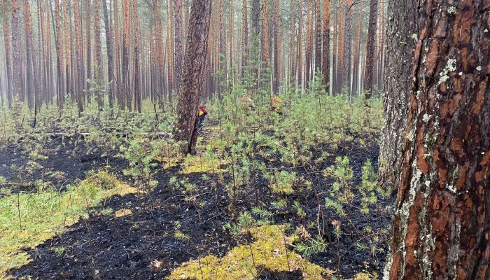 За сутки в Приангарье потушили десять лесных пожаров