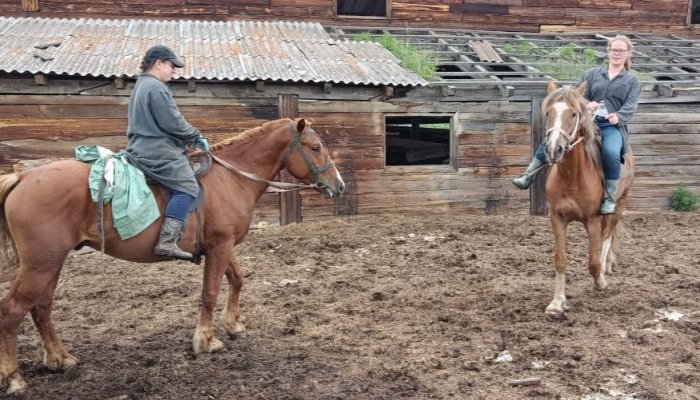В Приангарье ускорят темпы регистрации лошадей