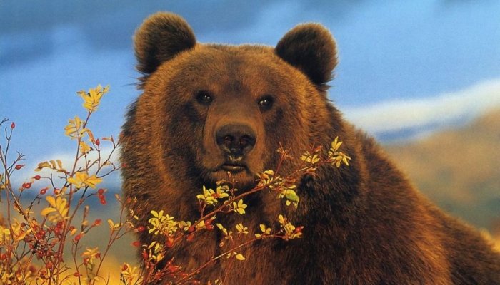 В Братском районе РЖД заплатит за смерть двух медведей